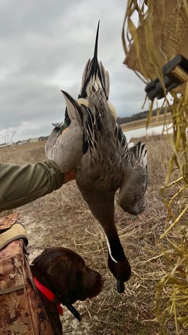 Central Texas Duck Hunts