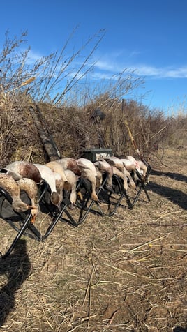 Central Texas Duck Hunts