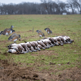 Central Texas Duck Hunts