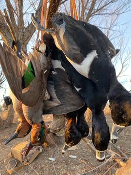 Premier TX Duck Hunt