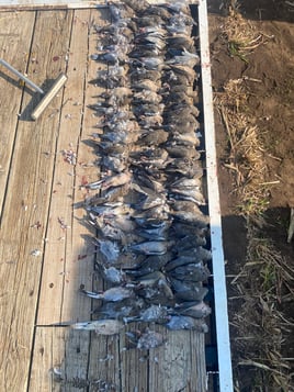 All inclusive 3 day Dove Hunt