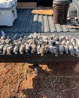 Dove Hunting