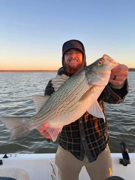 Hybrid Striped Bass Fishing in Abilene, Texas