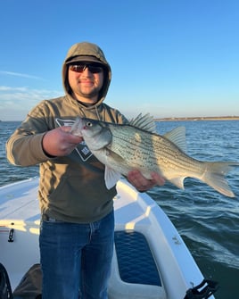 Hybrid Striped Bass Fishing in Abilene, Texas