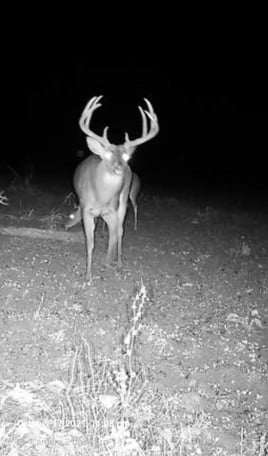 Trophy Whitetail Deer Hunt