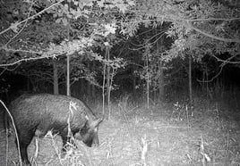 Trophy Whitetail Deer Hunt