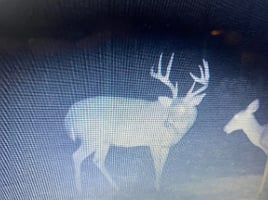 Trophy Whitetail Deer Hunt