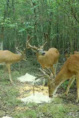 Trophy Whitetail Deer Hunt