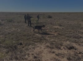 Quail Hunting