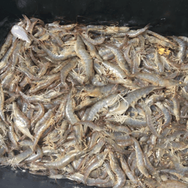 Shrimp Fishing in Grand Isle, Louisiana