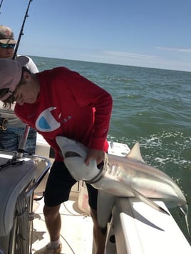 Bay Fishing  - Sharks & Drum