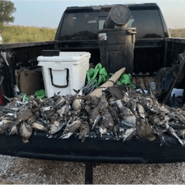 Dove and Pheasant Hunts