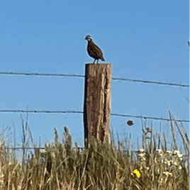 Northwest Oklahoma Quail Hunts