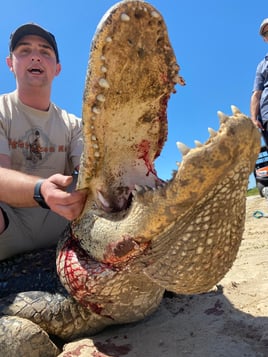 Alligator Hunting in Fort Lauderdale, Florida