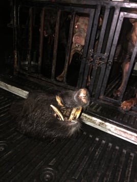 Hog Hunting in Fort Lauderdale, Florida