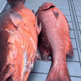 ARS-American Red Snapper Night Trip