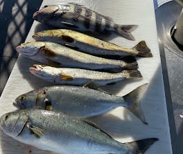 Sheepshead, Speckled Trout Fishing in Cape Coral, Florida