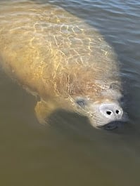 Fun Day Fishing in Southwest Florida