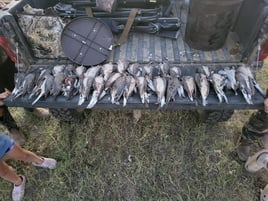 Dove Hunts