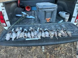 Dove Hunts