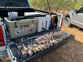 Dove Hunts