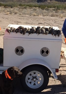 West Texas Semi Guided Quail Hunts