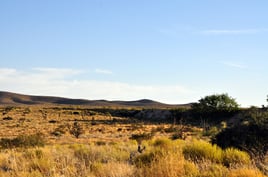 West Texas Semi Guided Quail Hunts