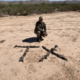 Dove Hunts