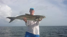 Cobia Fishing in Naples, Florida