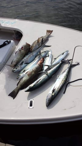 4 hr Inshore/Nearshore