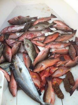 Amberjack, Gag Grouper, Hogfish, Mangrove Snapper Fishing in Naples, Florida