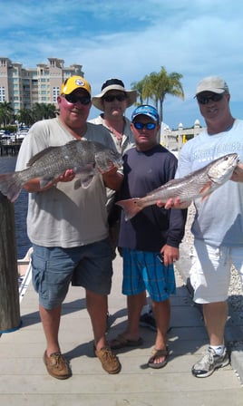 Black Drum, Redfish Fishing in Naples, Florida