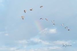 North Texas Dove Hunting