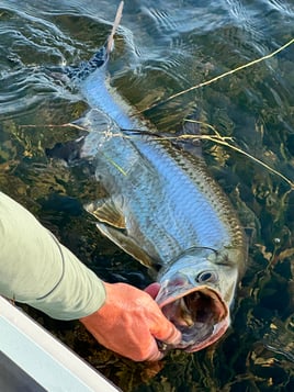 Tarpon Fishing in Big Pine Key, Florida