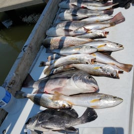 Black Drum, Speckled Trout Fishing in Biloxi, Mississippi