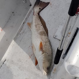 Redfish Fishing in Biloxi, Mississippi