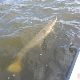 BILOXI PASCAGOULA BACK INSHORE AT ITS BEST