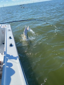 BILOXI PASCAGOULA BACK INSHORE AT ITS BEST