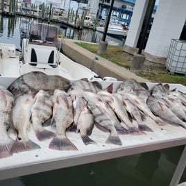 Black Drum Fishing in Biloxi, Mississippi