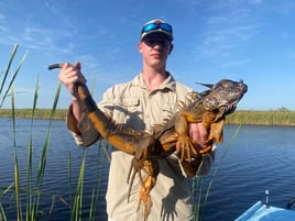 Iguana Hunting in West Palm Beach, Florida