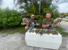 West Palm Iguana Hunting