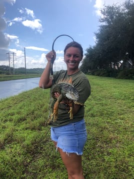 Iguana Hunting in West Palm Beach, Florida