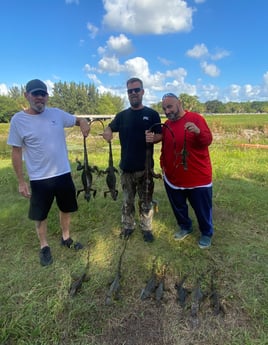 West Palm Iguana Hunting