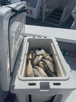 Speckled Trout Fishing in Saint Bernard, Louisiana