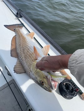 Redfish Fishing in Saint Bernard, Louisiana