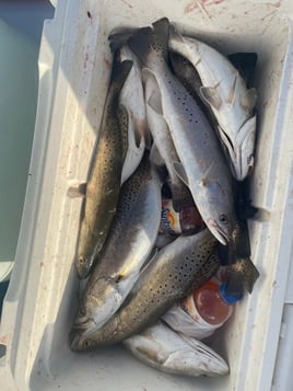 Speckled Trout Fishing in Saint Bernard, Louisiana