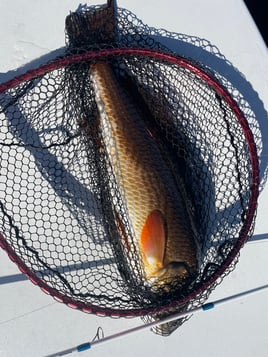 Redfish Fishing in Saint Bernard, Louisiana