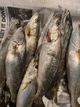 Speckled Trout Fishing in Saint Bernard, Louisiana