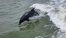 South Padre Island fishing