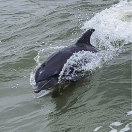 South Padre Island dolphin tour